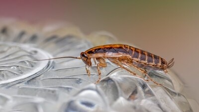 Eliminating cockroaches through pest control can help reduce endotoxins and allergens in homes. (Representative image/Unsplash) Eliminating cockroaches through pest control can help reduce endotoxins and allergens in homes. (Representative image/Unsplash)