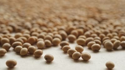 Plant-based proteins, such as soy and chickpeas, can help relieve menopausal symptoms. (Representative image/Unsplash)