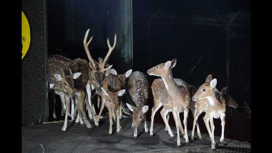 They were released into a specially designated enclosure, where officials will closely monitor them to ensure they adapt successfully before gradually integrating into the wild. (HT PHOTO)