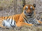 A Bengal Royal tiger. (HT File Photo)