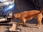 A dog seen tearing up a car bumper has been identified as a missing pet. A dog seen tearing up a car bumper has been identified as a missing pet.