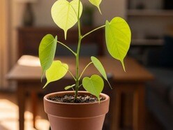 Peepal tree
