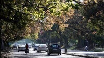 In recent months, especially during the monsoon, the city witnessed multiple incidents of dead trees collapsing and causing damage. (HT Photo for representation) In recent months, especially during the monsoon, the city witnessed multiple incidents of dead trees collapsing and causing damage. (HT Photo for representation)