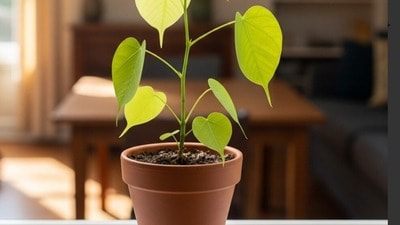 Peepal tree Peepal tree