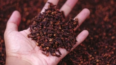 Cloves can treat memory deficits caused by oxidative stress. (Representative image/Unsplash) Cloves can treat memory deficits caused by oxidative stress. (Representative image/Unsplash)