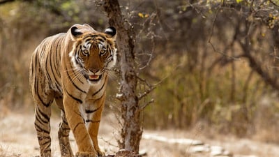 పులుల గణన పులుల గణన