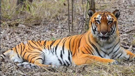 A Bengal Royal tiger. (HT File Photo)