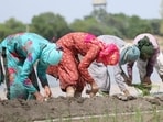 Farm labourers sow paddy.