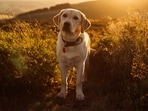 Know everything about the new social media trend about people staging emotional Harvard acceptance reactions for their dogs. Know everything about the new social media trend about people staging emotional Harvard acceptance reactions for their dogs.