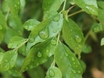 Know various health benefits of curry leaves. Know various health benefits of curry leaves.