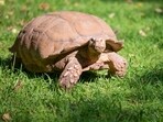 Longest living animals on earth