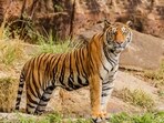 Meet the five big cats of India