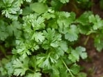 Hacks to keep coriander fresh(Unsplash)