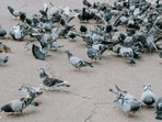 How to pigeon-proof your balcony