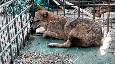 (Representative image) In August, a dozen barking deer wandered out when fencing was removed during drain cleaning, and officials never confirmed whether all were recovered. (HT Archive) (Representative image) In August, a dozen barking deer wandered out when fencing was removed during drain cleaning, and officials never confirmed whether all were recovered. (HT Archive)