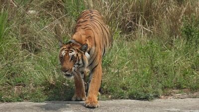 Earlier, three tigresses and two tigers were moved from Corbett to Rajaji. (File)