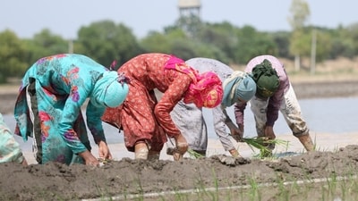 Farm labourers sow paddy. Farm labourers sow paddy.