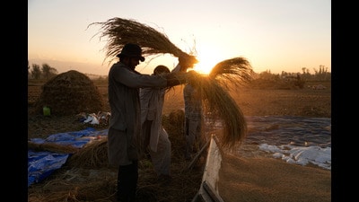 For developing countries, where agriculture and livestock are integral to livelihoods, rising resistance could reverse years of progress in poverty reduction and rural development. (AP) For developing countries, where agriculture and livestock are integral to livelihoods, rising resistance could reverse years of progress in poverty reduction and rural development. (AP)