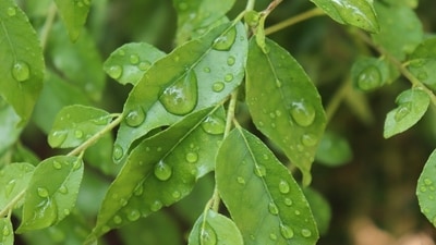 Know various health benefits of curry leaves. (Pixabay) Know various health benefits of curry leaves. (Pixabay)