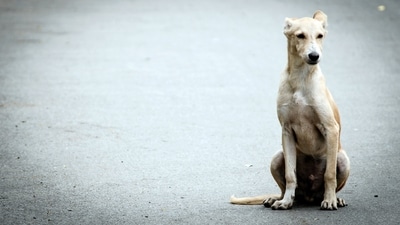 Indian Pariah dogs have a tough immune system. They can thrive with basic, regular health checkups, nutritious meals, and exercise. (Unsplash) Indian Pariah dogs have a tough immune system. They can thrive with basic, regular health checkups, nutritious meals, and exercise. (Unsplash)