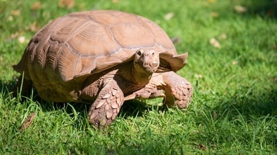 Longest living animals on earth (Unsplash) Longest living animals on earth (Unsplash)