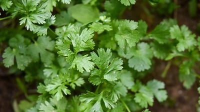 Hacks to keep coriander fresh (Unsplash) Hacks to keep coriander fresh (Unsplash)