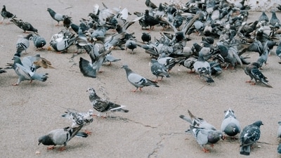 How to pigeon-proof your balcony (Unsplash)