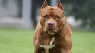 According to the police, the boy was playing outside his house in Vinay Enclave, when the pitbull suddenly came out from a neighbour's residence and attacked him. (Image for representation only/Source: livehindustan.com) According to the police, the boy was playing outside his house in Vinay Enclave, when the pitbull suddenly came out from a neighbour's residence and attacked him. (Image for representation only/Source: livehindustan.com)