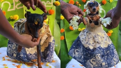 A video of a family hosting a baby shower ceremony for their pregnant pet dog melted hearts. (Instagram/inkofjithin) A video of a family hosting a baby shower ceremony for their pregnant pet dog melted hearts. (Instagram/inkofjithin)