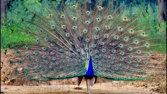 Peacock is listed in Schedule I of the Wildlife (Protection Act), 1972, granting it the highest level of legal protection. (Gurminder Singh/ HT File)