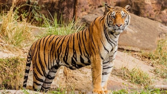Meet the five big cats of India (Unsplash)