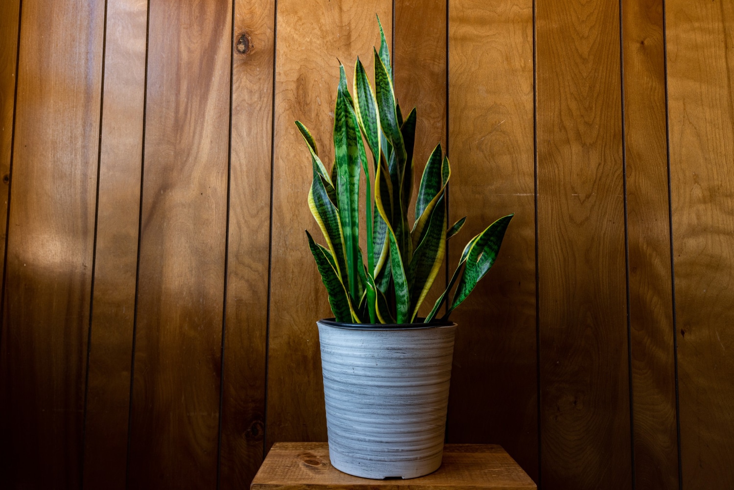 Go for indoor plants like the snake plant. (Picture credit: Freepik) Go for indoor plants like the snake plant. (Picture credit: Freepik)
