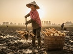 A Chinese businesswoman who lost her fortune is repaying a $700,000 debt by digging and selling lotus roots.