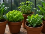 Fresh pots of winter greens brighten a balcony as spinach, methi and lettuce grow in the cool light of morning. Fresh pots of winter greens brighten a balcony as spinach, methi and lettuce grow in the cool light of morning.