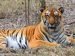 The state government insisted that Goa has no resident tigers. (HT PHOTO/Representative)