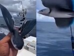 A clip of a ‘flying fish’ shared by Harsh Goenka went viral until an IFS officer noted it was AI generated, A clip of a ‘flying fish’ shared by Harsh Goenka went viral until an IFS officer noted it was AI generated,