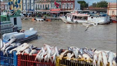 Belem is a crowded city on the banks of the Guama River. (HT PHOTO) Belem is a crowded city on the banks of the Guama River. (HT PHOTO)