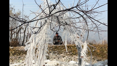 Icicles on fallen tree branches due to low temperature in Pahalgam on Tuesday. (PTI) Icicles on fallen tree branches due to low temperature in Pahalgam on Tuesday. (PTI)