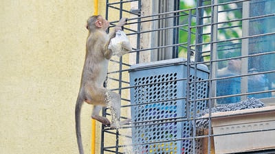 Incidents of monkeys entering human settlements in the state are increasing. This has led to greater damage to agricultural crops and property (HT Photo) Incidents of monkeys entering human settlements in the state are increasing. This has led to greater damage to agricultural crops and property (HT Photo)