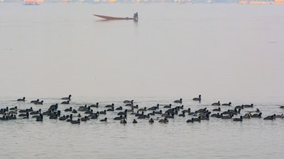 A flock of Eurasian coots swim on Dal Lake as a boatman rows his boat in the misty background, in Srinagar, Jammu and Kashmir on Tuesday, Nov. 25, 2025. (PTI) A flock of Eurasian coots swim on Dal Lake as a boatman rows his boat in the misty background, in Srinagar, Jammu and Kashmir on Tuesday, Nov. 25, 2025. (PTI)