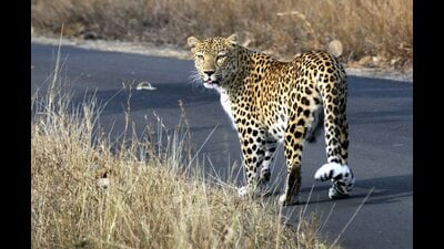 Wildlife scientists have long cautioned that the Junnar landscape may have exceeded its leopard carrying capacity. (HT) Wildlife scientists have long cautioned that the Junnar landscape may have exceeded its leopard carrying capacity. (HT)