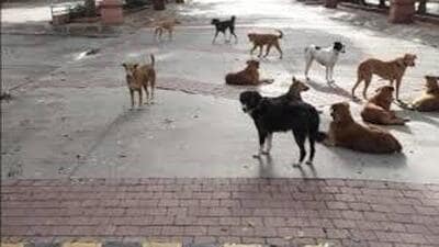 Without timely wound care and post-exposure prophylaxis (PEP), the infection is 100% fatal. Globally, about 96% of human rabies deaths are linked to dog bites. Without timely wound care and post-exposure prophylaxis (PEP), the infection is 100% fatal. Globally, about 96% of human rabies deaths are linked to dog bites.
