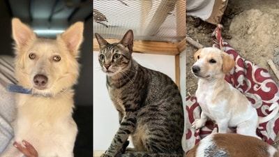 Meet the furry buddies who are looking for forever homes this week. Inform us if you know of a pet who needs a home, write in to htcity.pets@gmail.com
