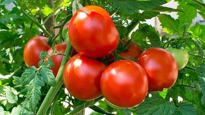టమాటా ధరలు టమాటా ధరలు