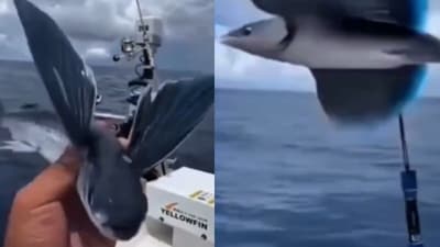 A clip of a ‘flying fish’ shared by Harsh Goenka went viral until an IFS officer noted it was AI generated, (X) A clip of a ‘flying fish’ shared by Harsh Goenka went viral until an IFS officer noted it was AI generated, (X)