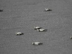 Gahirmatha Marine Sanctuary is one of the biggest and most significant breeding beaches for Olive Ridley sea turtles in the worldwide.(AFP)