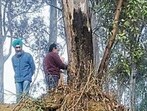 Illegal mining activities at the site exposed tree roots. (HT Photo) Illegal mining activities at the site exposed tree roots. (HT Photo)