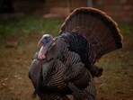 The long history behind Thanksgiving’s date