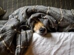 Signs your dog has ticks or fleas