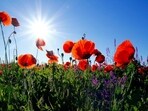 Destinations famous for its floral beauty(Unsplash)